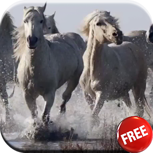 Horses video live wallpaper HD.apk 3.0