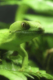 Chameleon Puzzle poster 1