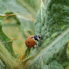Nine-Spotted Ladybug