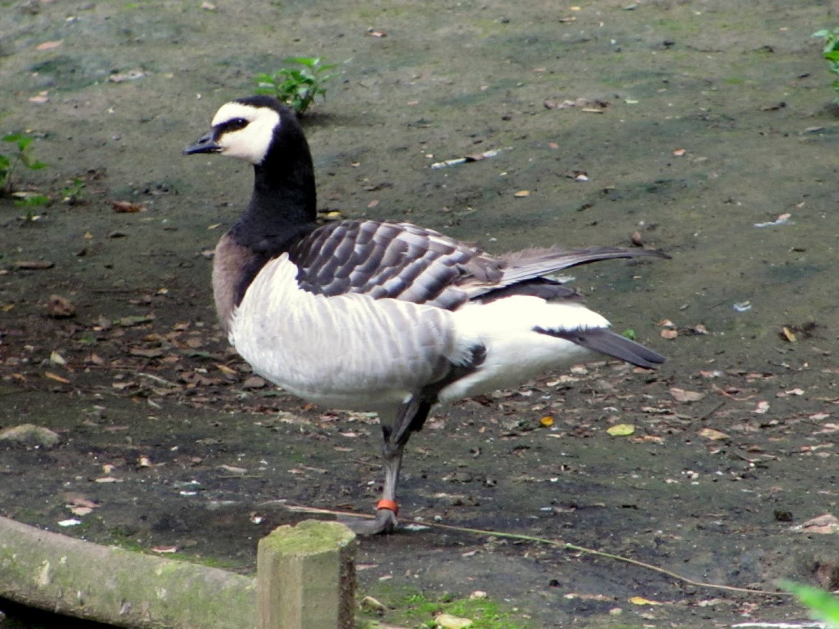 Barnacle Goose,Ganso-de-faces-brancas