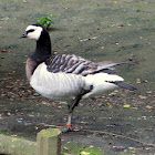 Barnacle Goose,Ganso-de-faces-brancas