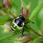 Green shield bug (young larvae)