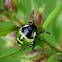 Green shield bug (young larvae)