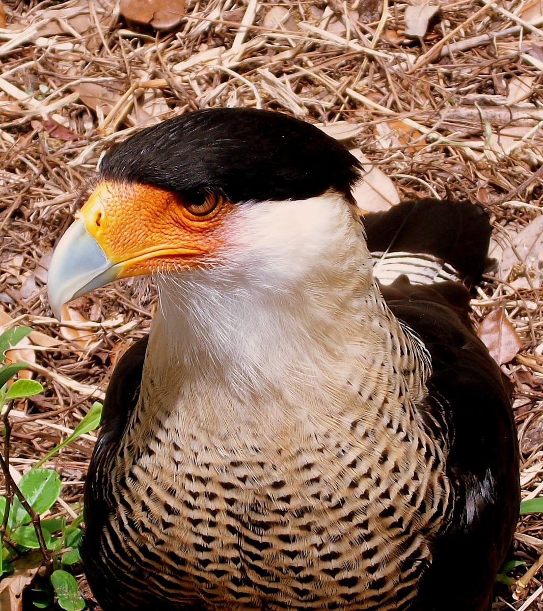 Northern Crested Caracara