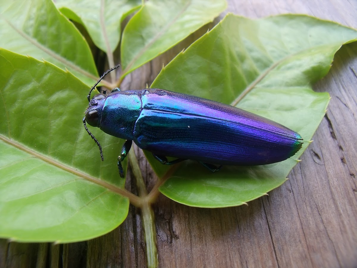 Wood Borer Beetle/Jewel Beetle
