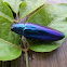 Wood Borer Beetle/Jewel Beetle