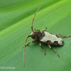 Longhorn Beetle