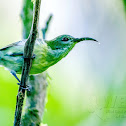 Luzon Sunbird ♀