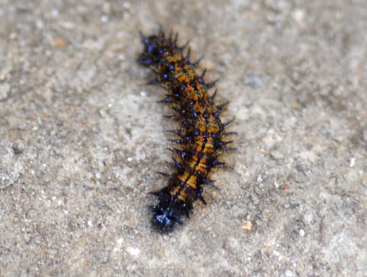 Checkerspot Caterpillar