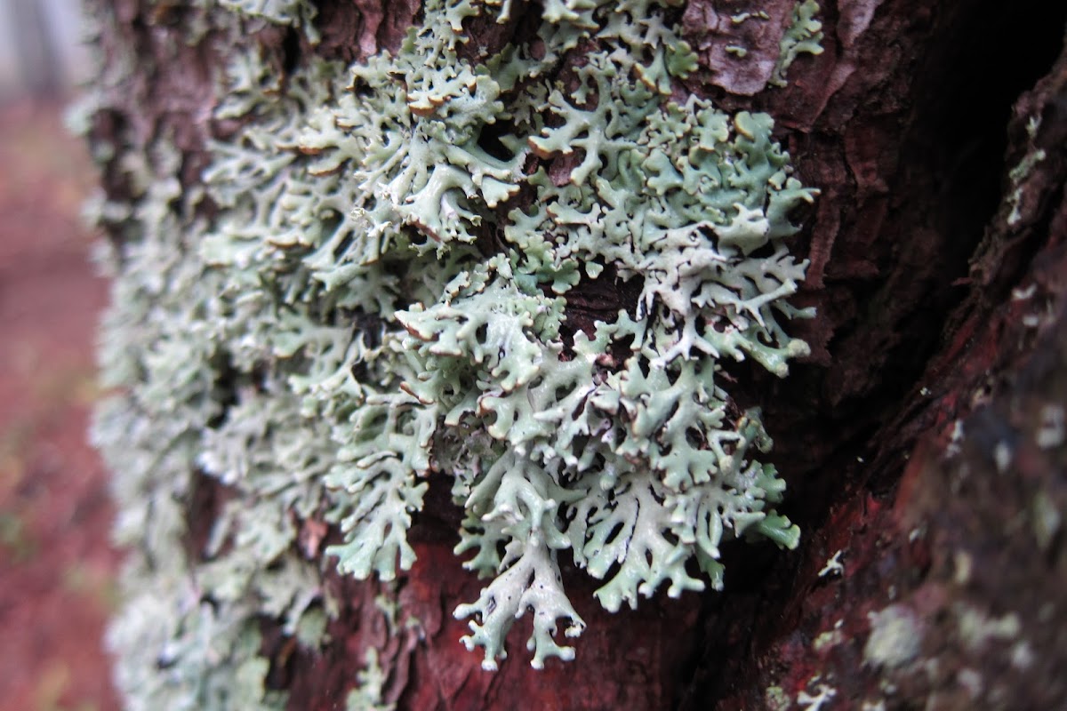 lichens