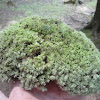 Pincusion Moss