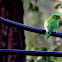 Scaly-breasted Lorikeet  