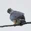 Gray-headed Kite