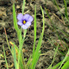 California BlueEyed Grass