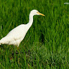 Intermediate Egret, Median Egret or Yellow-billed Egret