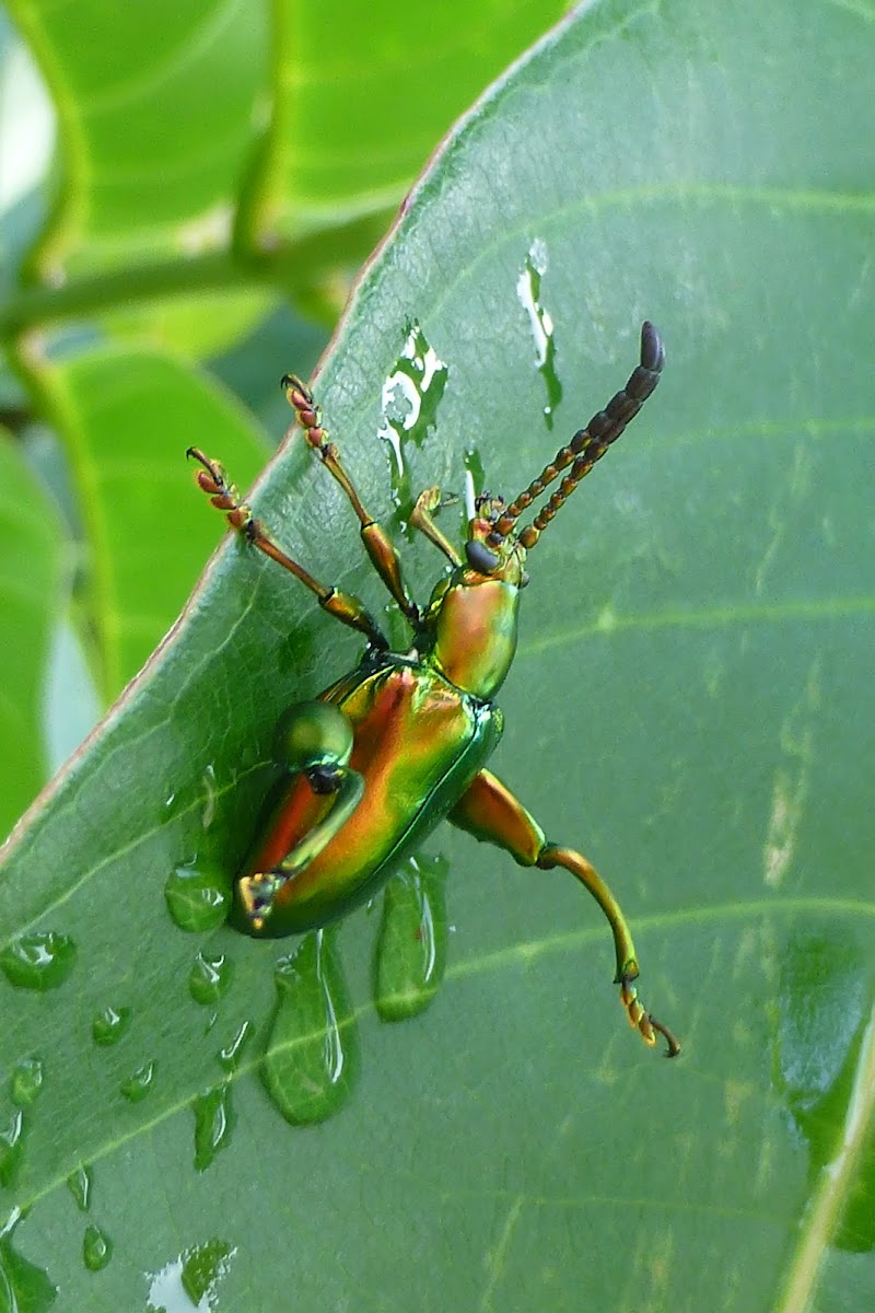 Frog-legged Leaf Beetle