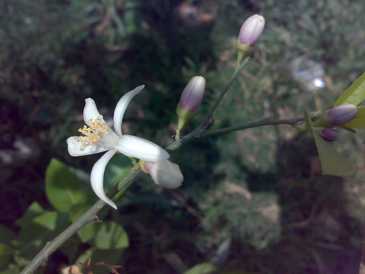 Lemon Flower & Buds ( नीबू के फूल और कलियाँ )