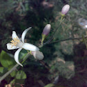 Lemon Flower & Buds ( नीबू के फूल और कलियाँ )