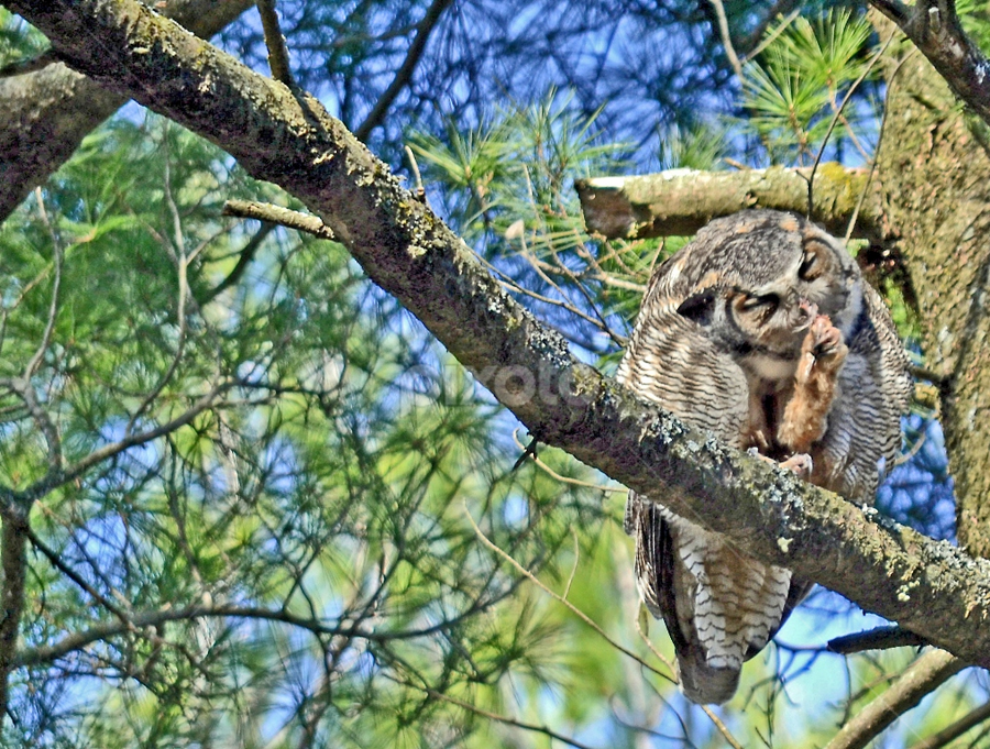 Great Horned Owl Eating