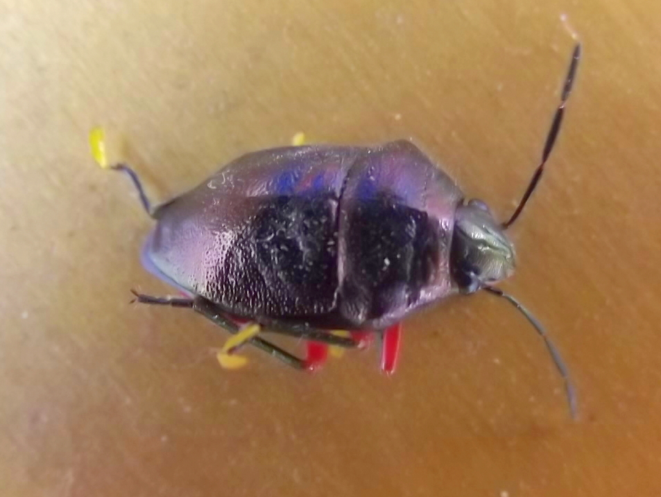 Red legged bug with foot parasites