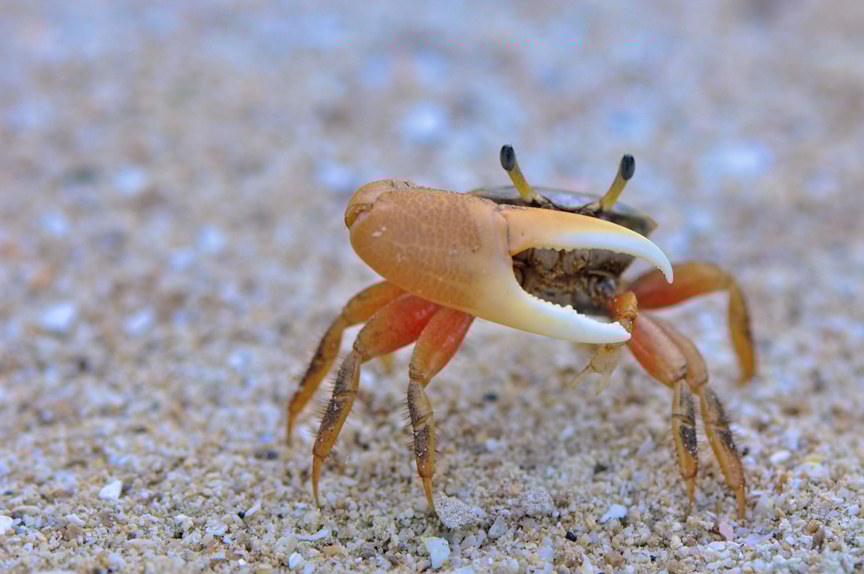 Fidler Crab