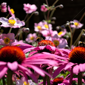 Bee on Echinacea by Dunstan Vavasour - Nature Up Close Gardens & Produce