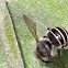 Black and white striped bee
