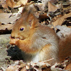 Eurasian red squirrel