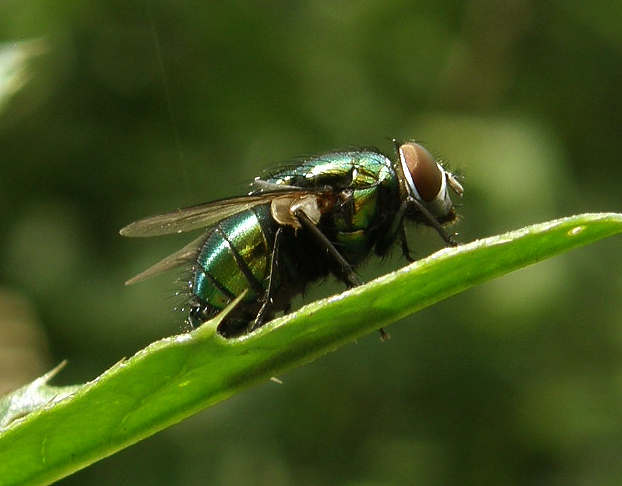 Common greenbottle fly