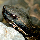 Cottonmouth (young of the year)