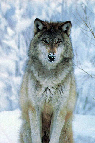 Wolf Wallpapers - Android Apps on Google Play