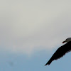 Kelp Gull / Dominican Gull