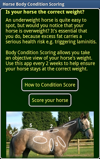 Horse Body Condition Scoring