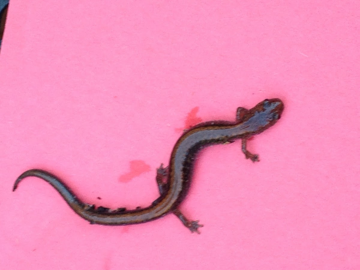 Salamander