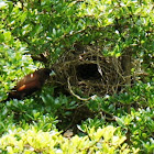 Black-headed Munia