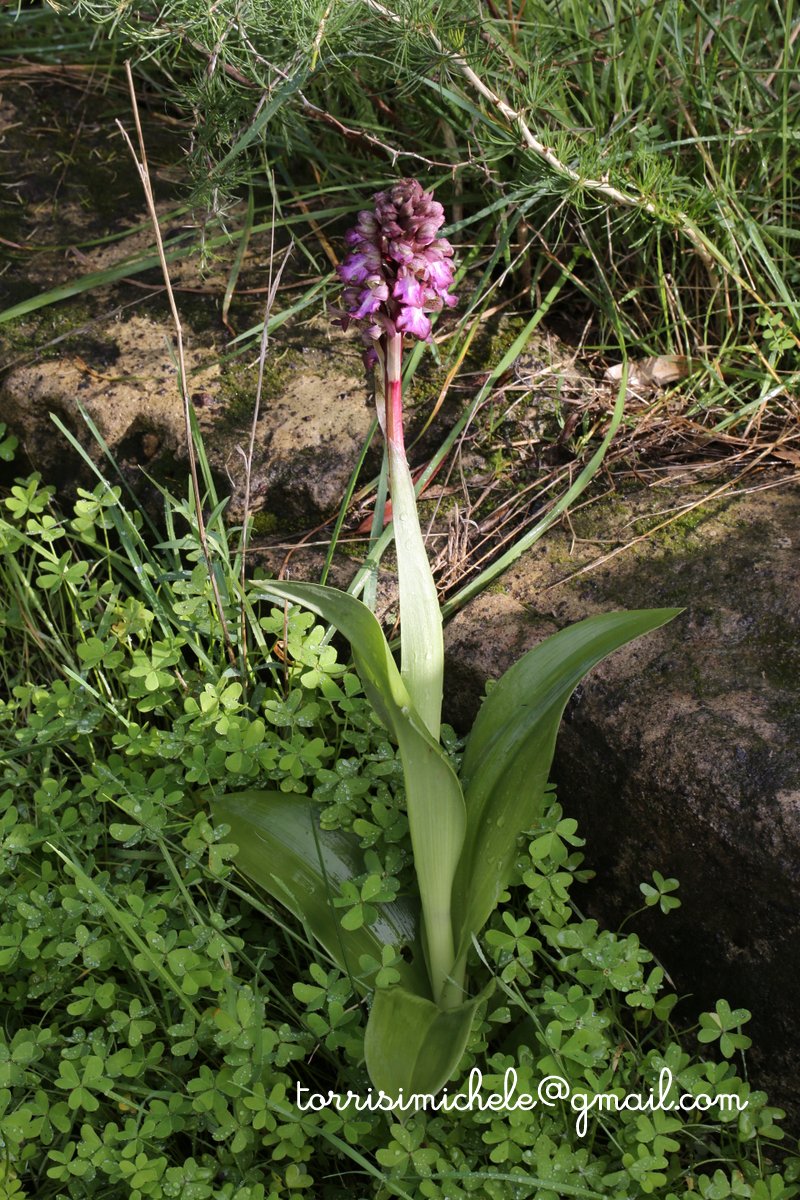 Himantoglossum robertianum ex barlia robertiana