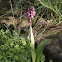 Himantoglossum robertianum ex barlia robertiana