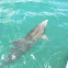 Common Bottlenose Dolphin