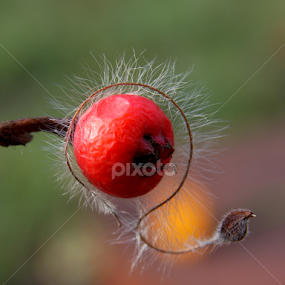 by OL JA - Nature Up Close Other plants