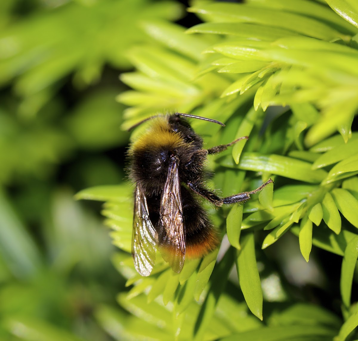 Red Tailed Bumblebee ♂