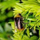 Red Tailed Bumblebee ♂