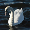 Mute Swan (Juvenile)
