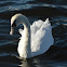 Mute Swan (Juvenile)