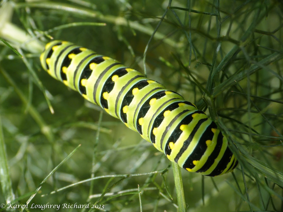 Black swallowtail caterpillar (final instar)