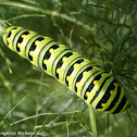 Black swallowtail caterpillar (final instar)