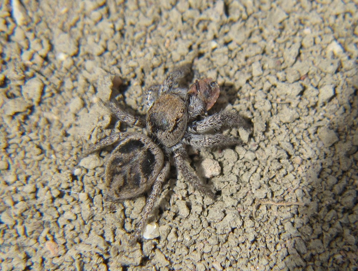 Jumping Spider