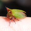 Acacia Horned Treehopper