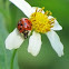 13-spotted ladybug
