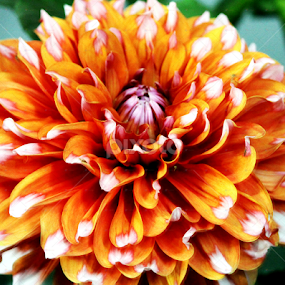 by Deep Chanda - Flowers Single Flower