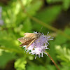 Northern Cloudywing Skipper Butterfly